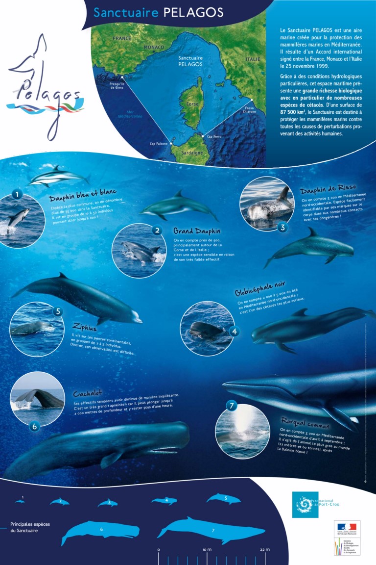 Poster Pelagos ACCOBAMS